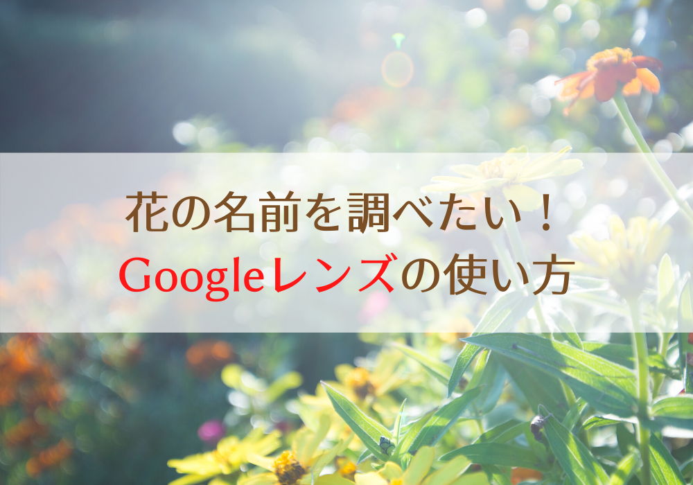 花の名前を調べるiphoneアプリ Googleレンズの使い方 札幌ライフログ