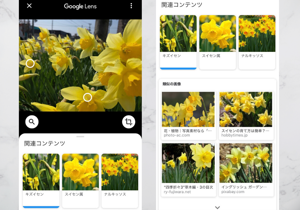 花の名前を調べるiphoneアプリ Googleレンズの使い方 札幌ライフログ