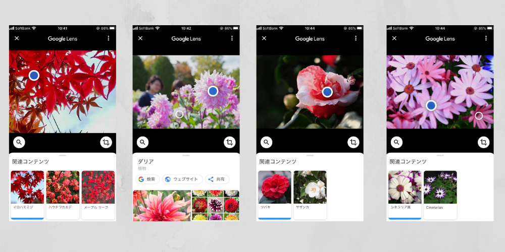 花の名前を調べるiphoneアプリ Googleレンズの使い方 札幌ライフログ