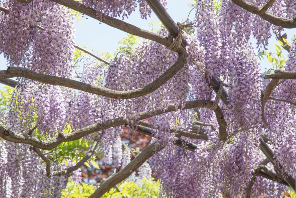 札幌 藤の花の名所は 藤棚が見られる公園 穴場スポット5選 札幌ライフログ